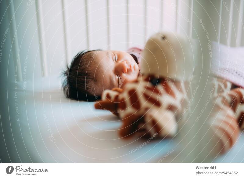 Newborn baby girl lying in crib with a plush giraffe a Royalty Free Stock Photo from Photocase