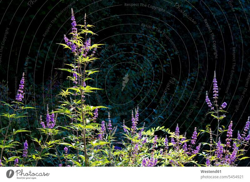 Blossoming monk's pepper nobody chasteberry Vitex agnus-castus Inflorescence Inflorescences Spadix Spadices flower head flower heads Flower Flowers