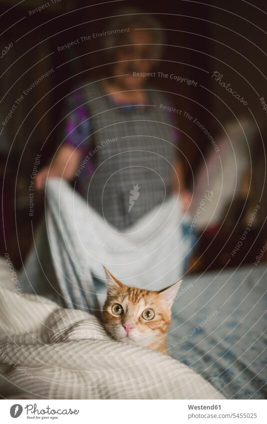 Portrait of ginger cat on alert while elderly woman making the bed caucasian caucasian ethnicity caucasian appearance european looking looks Blanket Blankets