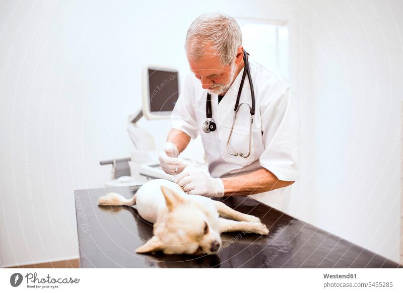 Senior vet giving dog an injection in clinic dogs Canine syringe injections syringes veterinarian pets animal creatures animals veterinary medicine