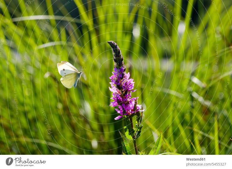 Cluster Of White Butterflies And A Giant Blue Morpho With Two Giant Pieris  Rapae On A White Table Top Stock Photo - Download Image Now - iStock