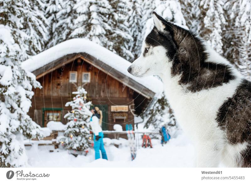 Austria, Altenmarkt-Zauchensee, dog in snow with woman at hut in background females women dogs Canine huts weather Adults grown-ups grownups adult people