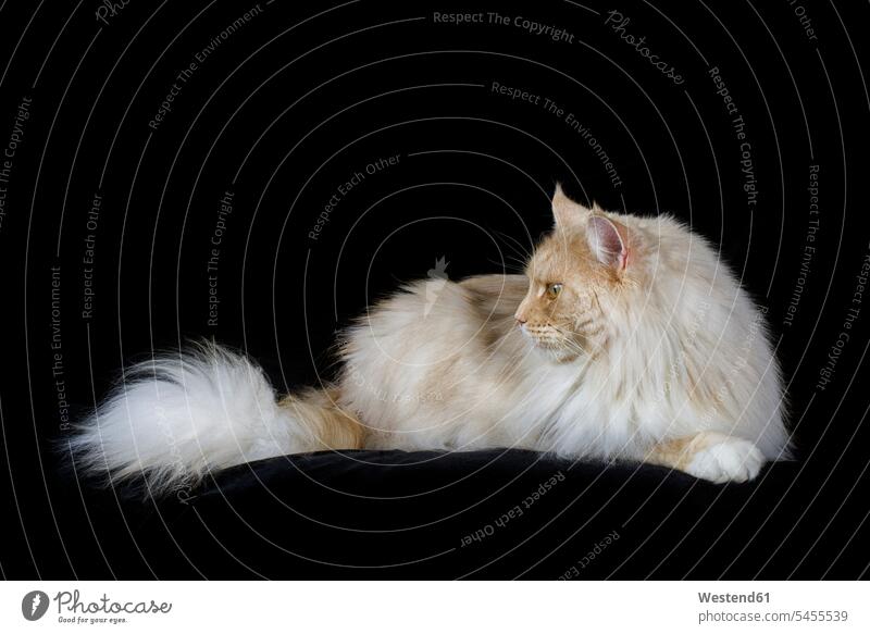 Maine Coon lying in front of black background inquisitive inquisitiveness curious nosy inquisitively interested nobody laying down lie lying down lying on front