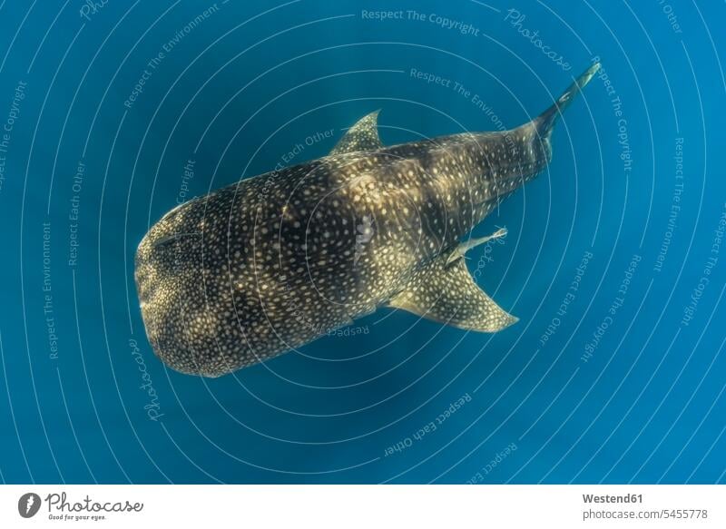 Whale shark Stock Photo