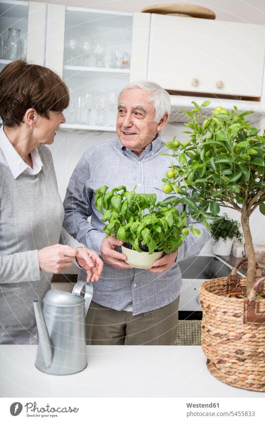 Senior couple watering potted plants in kitchen senior adults seniors old gardening yardwork yard work basil Basils watering can watering cans twosomes