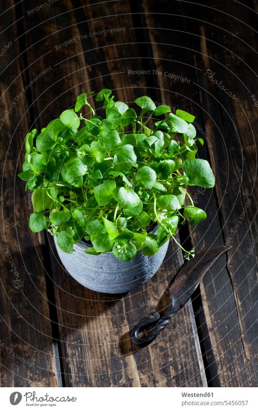 Indian lettuce in a pot and an old knife on dark wood nobody knives Growth growing Development developing Developments blade blades healthy eating nutrition