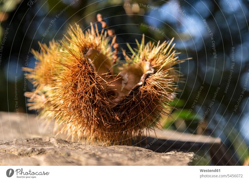 Peel of horse chestnut autumn fall nature natural world Aesculus Hippocastanum Horse chestnut Aesculus hippocastanum peel shell shells peels stone wall