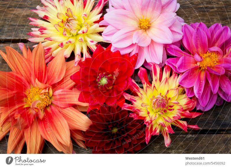 Various Dahlias nobody Flower Flowers flower head flower heads Variety diversity Diverse varied diversification bicolored two colored two coloured bicoloured