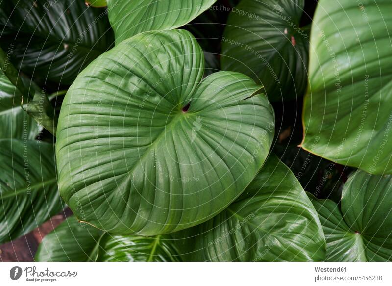 Green leaves of a plant line lines Thailand Leaf Leaves nature natural world structure structures green nobody Part Of partial view cropped overhead view