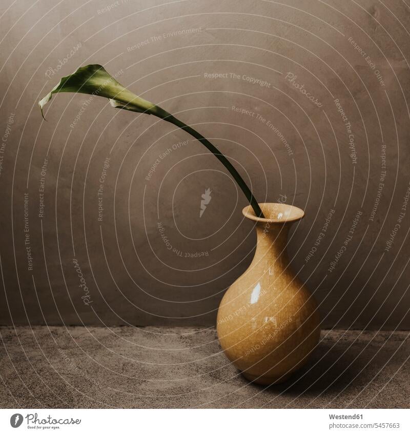 Close-up of leaf in vase on table against concrete wall at home color image colour image indoors indoor shot indoor shots interior interior view Interiors