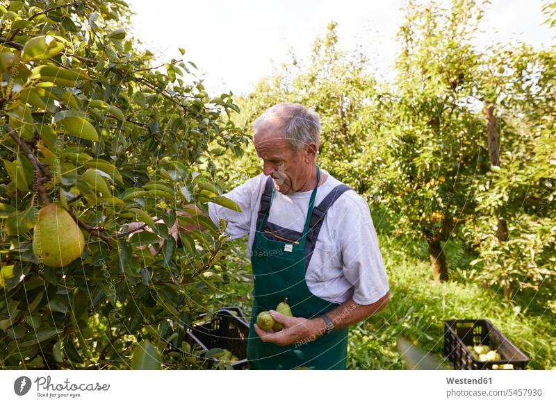 Organic farmer harvesting williams pears hold Cultivated Land Plantations Orchards Alimentation food Food and Drinks Nutrition foods Fruits Pears location shot