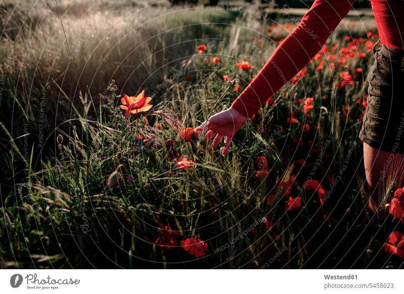 Little girl plucking poppies in the field human human being human beings humans person persons caucasian appearance caucasian ethnicity european