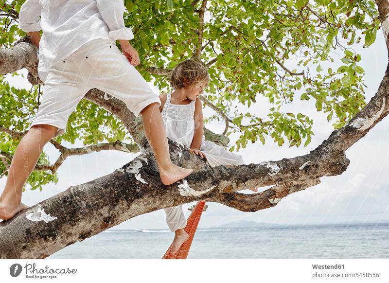 Thailand, Phi Phi Islands, Ko Phi Phi, boy and little girl climbing on a tree on the beach Tree Trees females girls beaches boys child children kid kids people