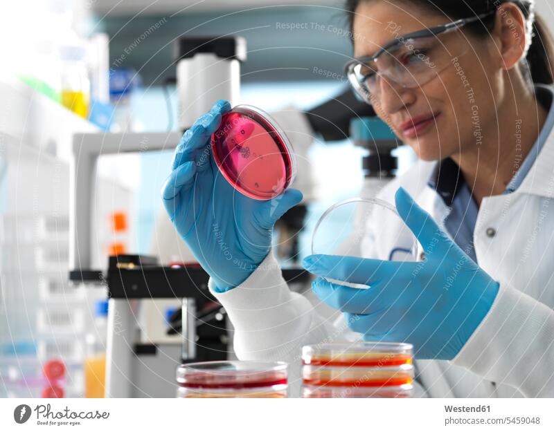 Scientist examining cultures growing in petri dishes using a inverted microscope in the laboratory smile controlling protect protecting safe Safety secure