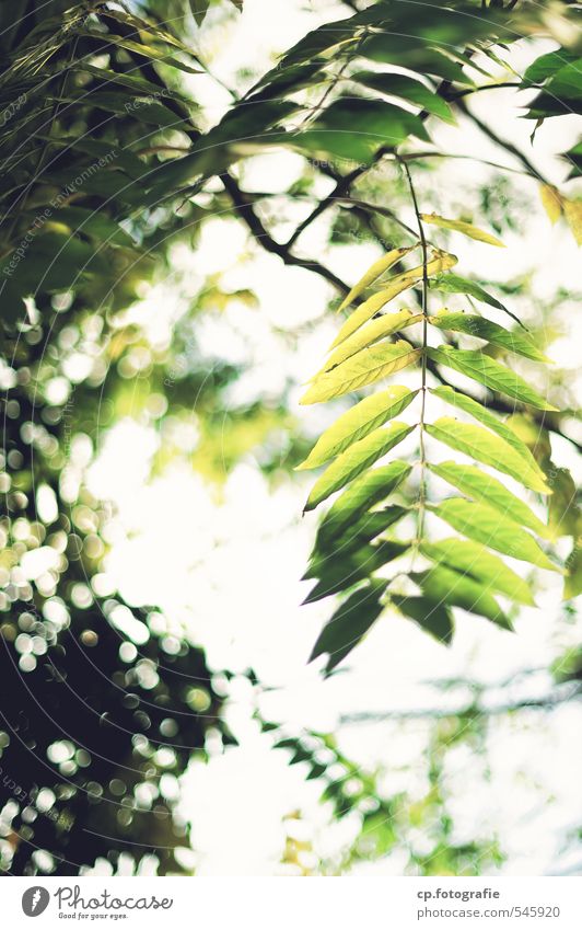 sun dance Plant Summer Beautiful weather Tree Leaf Park Forest Warmth Green Day Shallow depth of field