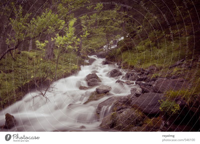 The water rushes Environment Landscape Water Tree Bushes Moss Brook River Waterfall Walking Flow Hissing White crest Colour photo Subdued colour Exterior shot