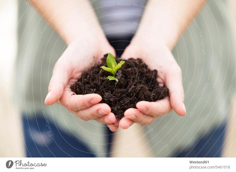 Close-up of woman's hands holding a young plant gardeners horticulture yard work yardwork hope hoping protect protecting ecology