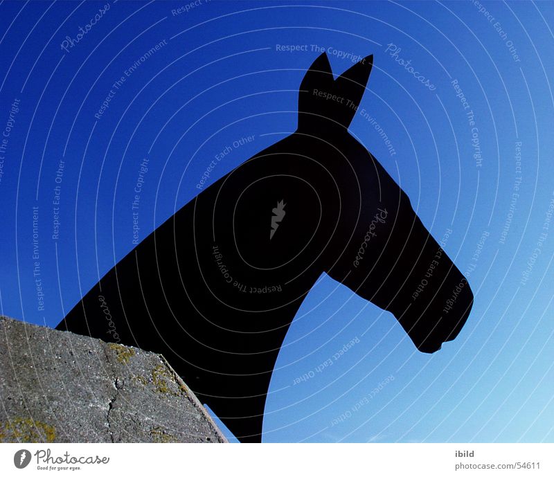 horse heaven Horse Black Sky Silhouette Blue Dugout