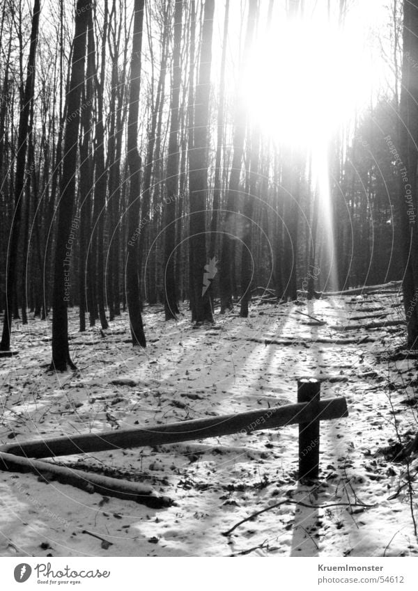 Black White Winter Forest Tree Cold Urban forest Gate Sun calhe trees