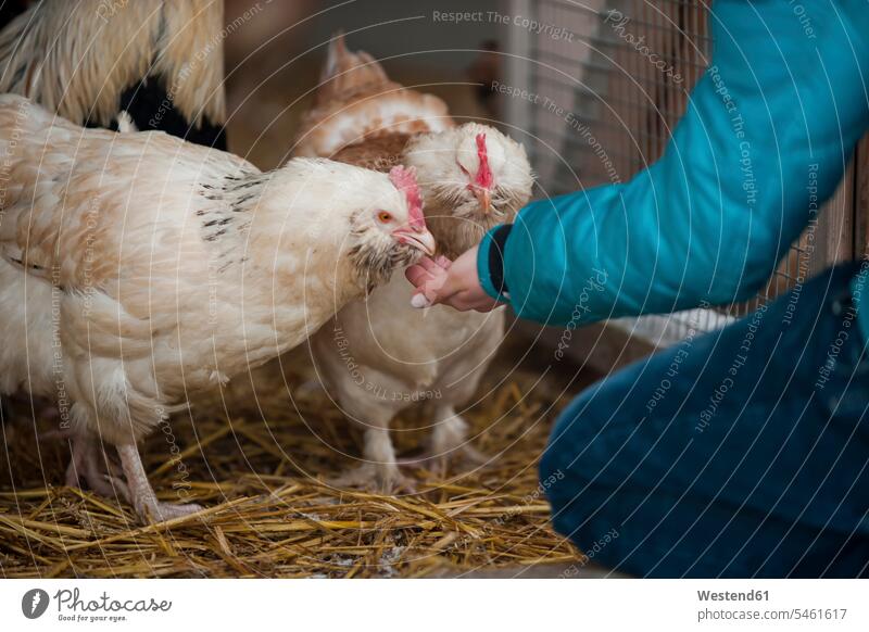 Germany, Person feeding chicken on farm caucasian caucasian ethnicity caucasian appearance european indoors indoor shot Interiors indoor shots interior view