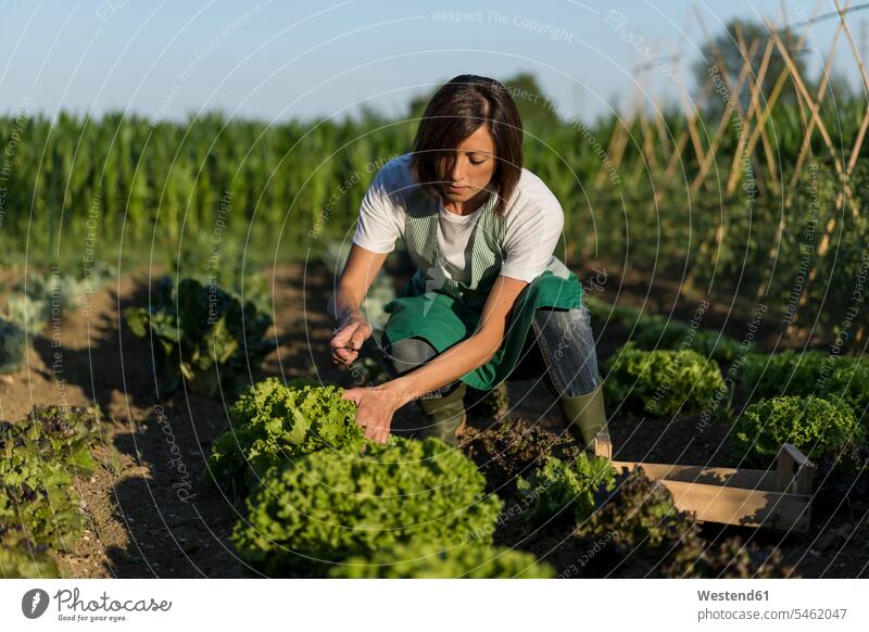 Woman working in her vegetable garden gardeners shoes boots Gumboot Gumboots Rubber Boot rubber boots wellies Wellington Boots wellingtons At Work harvesting