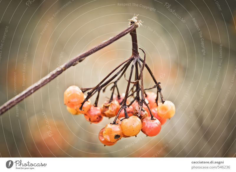 The end is near Nature Plant Autumn Beautiful weather Berries Branch Twig Broken Small Near Natural Round Brown Orange Dedication Humble Sadness Grief Pain
