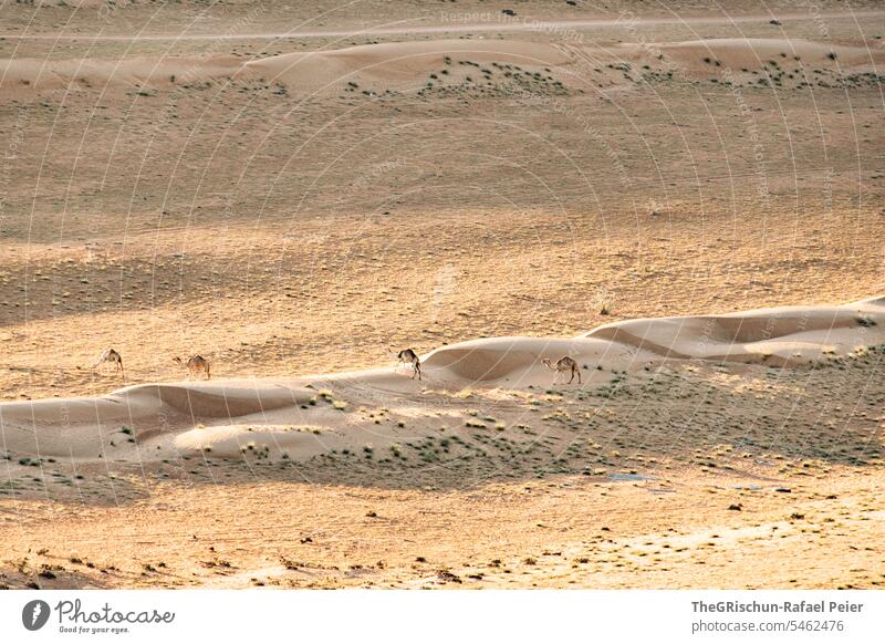 Camels walk over a sand dune in the morning Sand Exterior shot Colour photo Nature Sun Tourism Wahiba Sands Oman Omani desert Landscape Desert Vacation & Travel