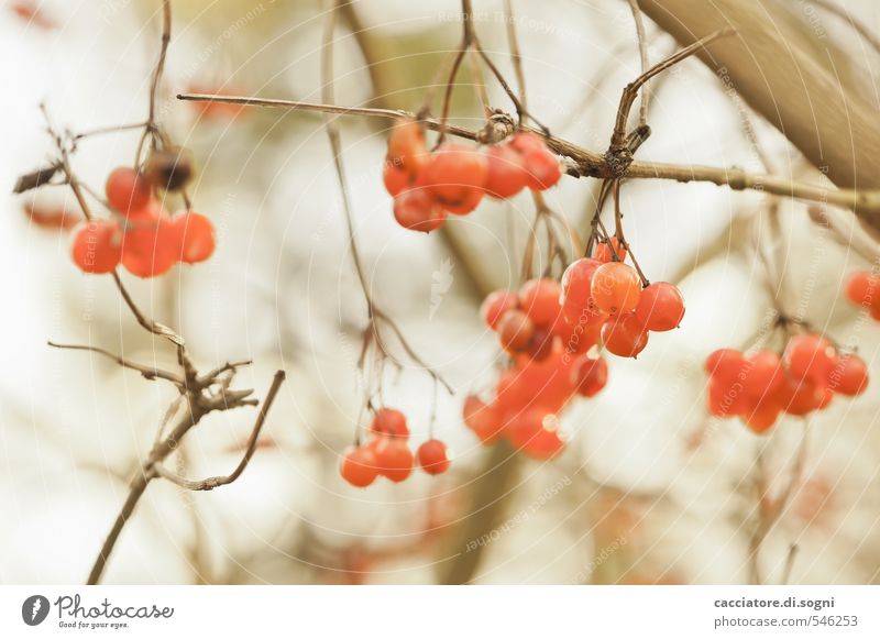 contentment Nature Plant Autumn Beautiful weather Bushes Wild plant Berries Simple Exotic Friendliness Funny Natural Round Brown Orange Contentment Optimism