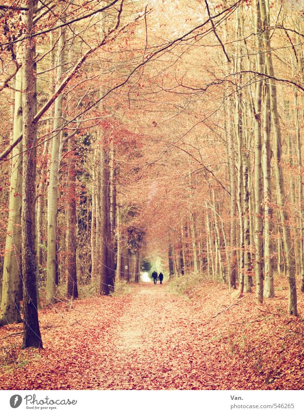 autumn Human being 2 Nature Plant Autumn Tree Leaf Forest Lanes & trails Footpath Yellow Red To go for a walk Colour photo Subdued colour Exterior shot Day