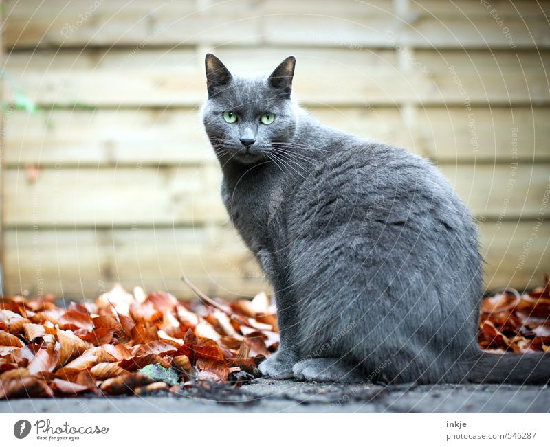 day release Autumn Autumn leaves Leaf Garden Deserted Wall (barrier) Wall (building) Panels Pet Cat Domestic cat British Shorthair 1 Animal Crouch Looking Sit