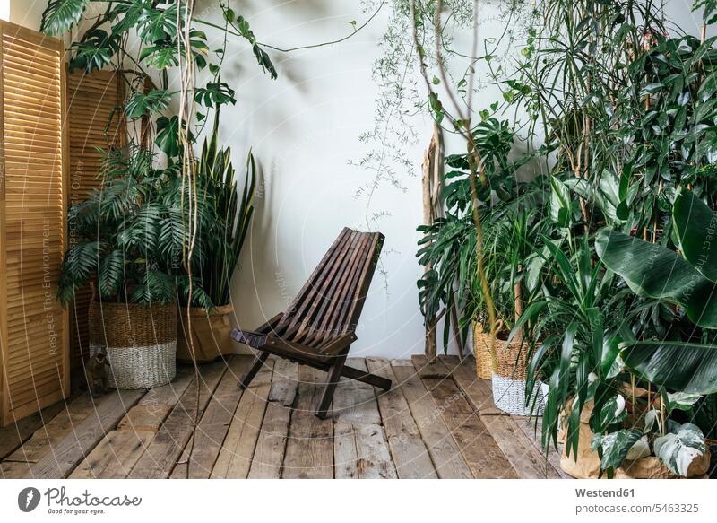 Wooden chair and plants in winter garden developing Developments Diverse diversification diversity varied abounding abundance grow growing Plants conservatory