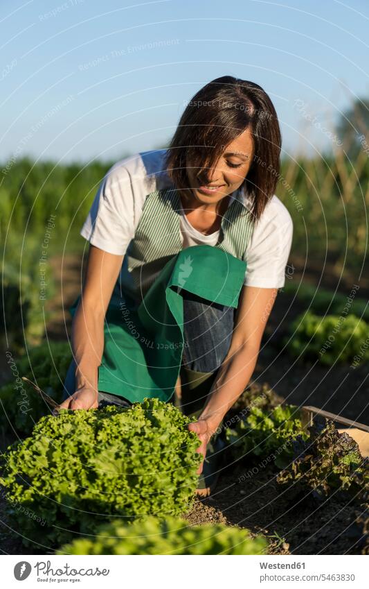 Woman working in her vegetable garden gardeners shoes boots Gumboot Gumboots Rubber Boot rubber boots wellies Wellington Boots wellingtons At Work harvesting