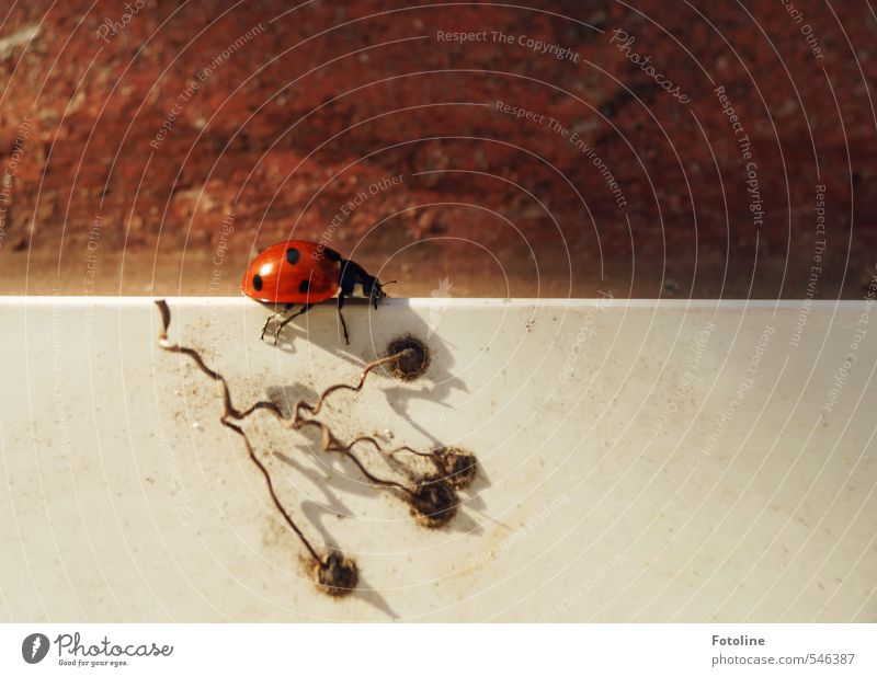 on the wall... Environment Nature Animal Autumn Beetle 1 Small Near Natural Red Black White Ladybird Wall (barrier) Colour photo Multicoloured Exterior shot