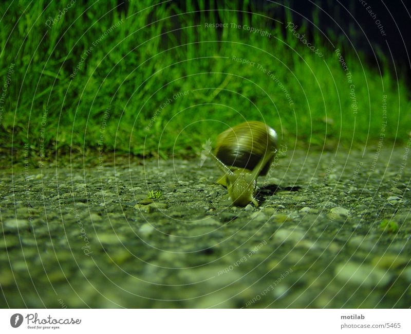 snail Snail Snail shell