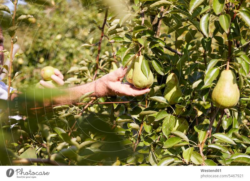 Organic farmer harvesting williams pears protect protecting Cultivated Land Plantations Orchards sprig sprigs Twigs Alimentation food Food and Drinks Nutrition