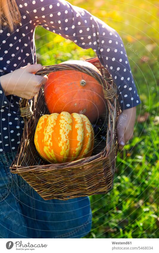 Girl carrying basket with pumpkins in autumn, partial view girl females girls fall garden gardens domestic garden baskets Pumpkin Pumpkins Squash child children