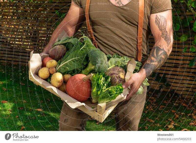 Mature man carrying crate with vegetables in his garden crates mature men mature man vegetarian veggie veggy vegetarians vegetarianism Vegetable Vegetables