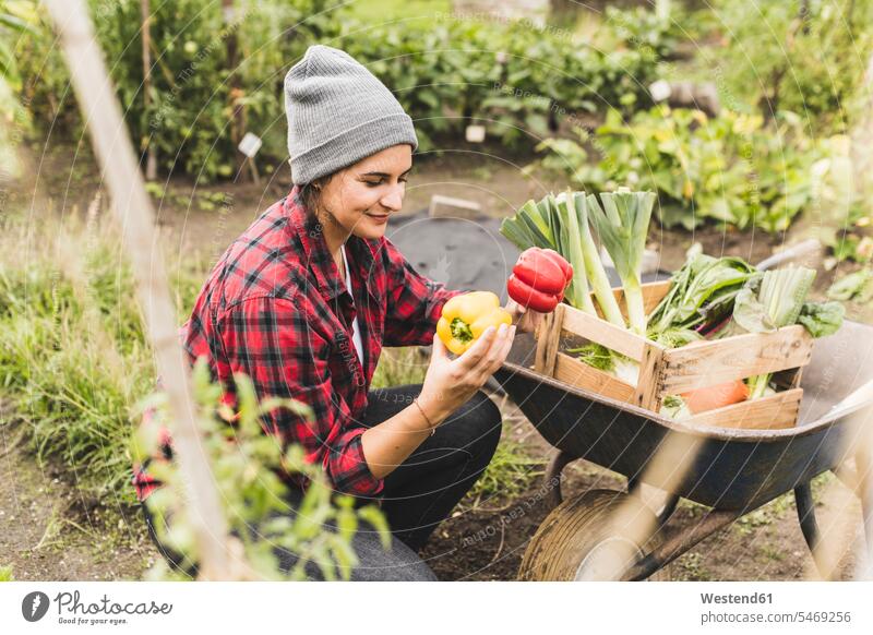 Young woman picking bell peppers in vegetable garden color image colour image Germany casual clothing casual wear leisure wear casual clothes Casual Attire