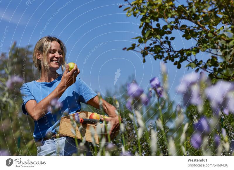 Happy woman holding a crate with apples in allotment garden T- Shirt t-shirts tee-shirt smile delight enjoyment Pleasant pleasure Cheerfulness exhilaration