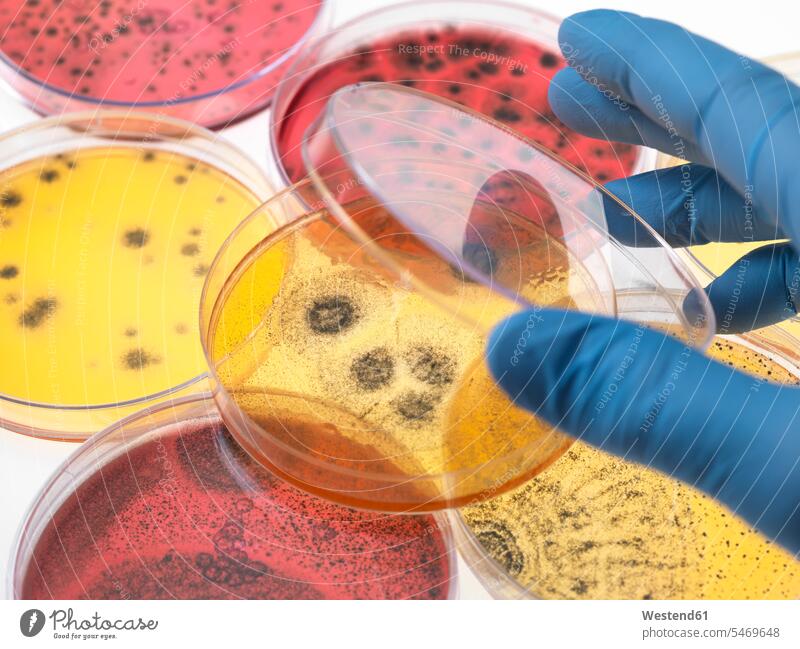 Scientist examining petri dishes containing bacterial growth in the