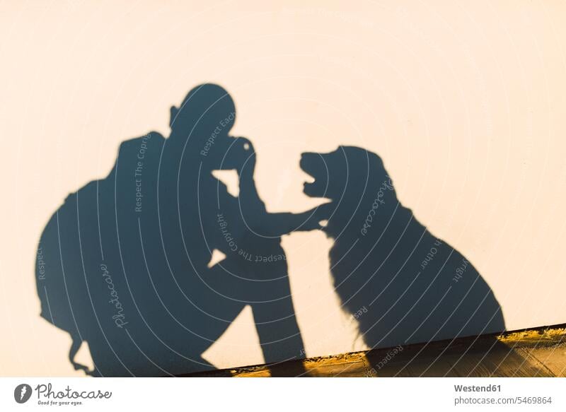 Shadow of a photographer and dog on a white wall photographers dogs Canine walls shadow shadows Shades man men males pets animal creatures animals colour