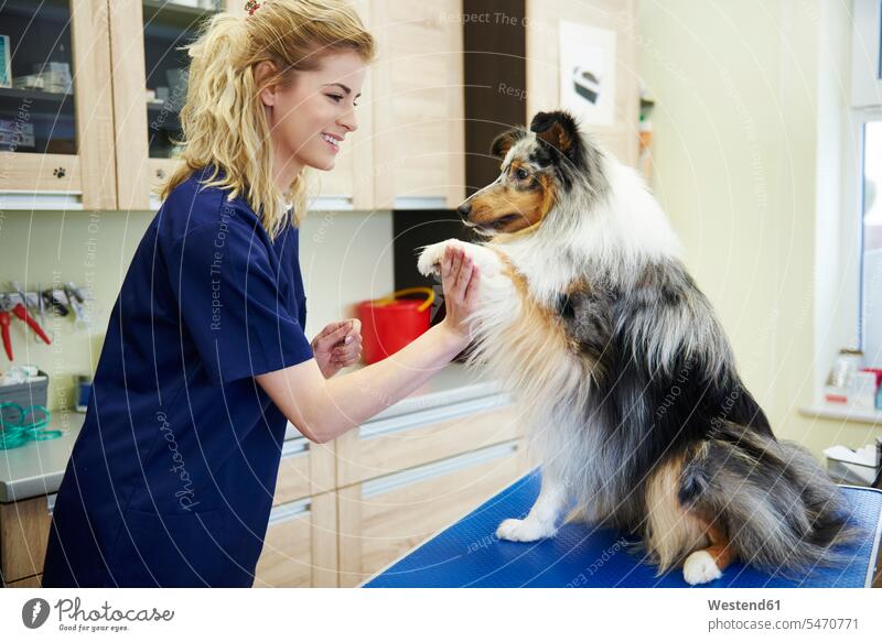 Dog giving paw to female veterinarian in veterinary surgery dog dogs Canine paws veterinary practice veterinary office veterinary practices vet's surgery