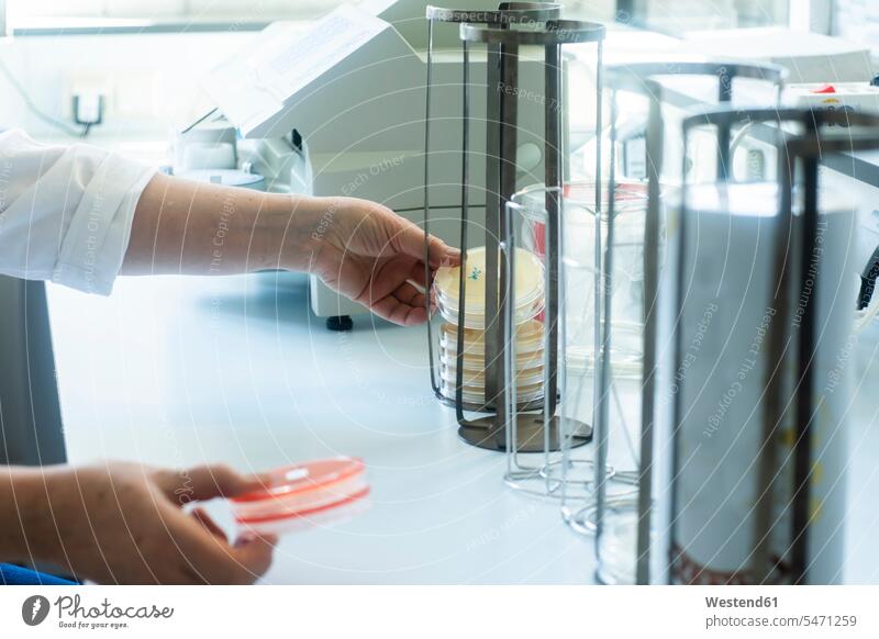 Lab technician putting samples in rack laboratory workplace work place place of work petri dish petri dishes racks Samples laboratory equipment