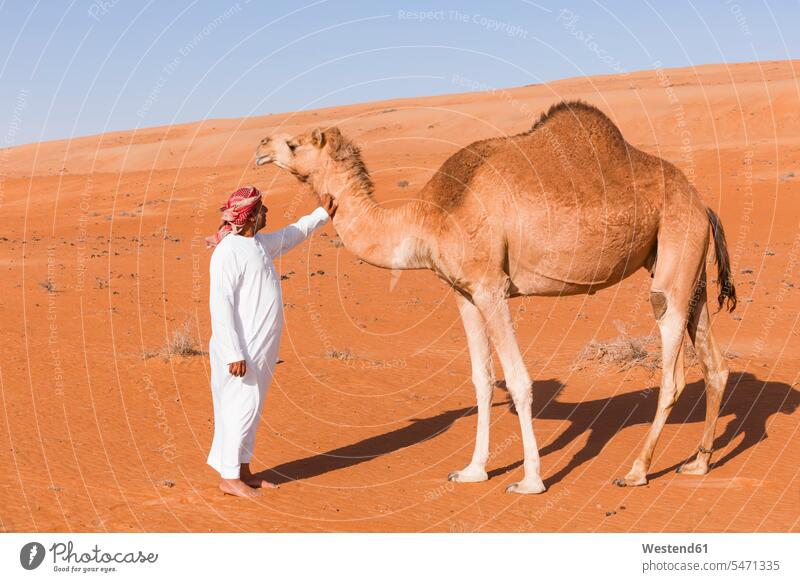 Bedouinn stroking his camel in the desert, Wahiba Sands, Oman headscarf head scarf head scarves Head Scarf head cloths headscarves beauty of nature