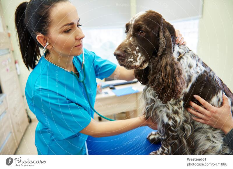Female veterinarian examining dog with stethoscope in veterinary surgery checking examine veterinary practice veterinary office veterinary practices