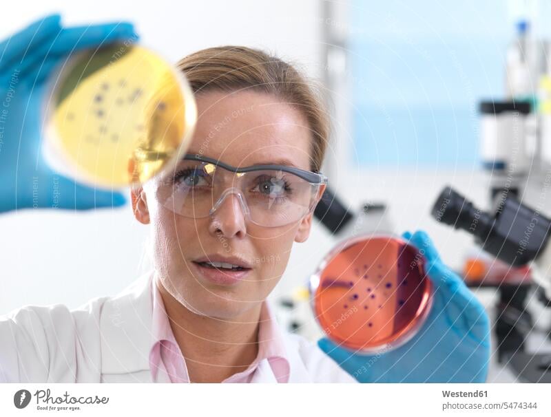 Microbiology, Scientist viewing cultures growing in petri dishes before placing them under a inverted microscope in the laboratory Occupation Work job jobs