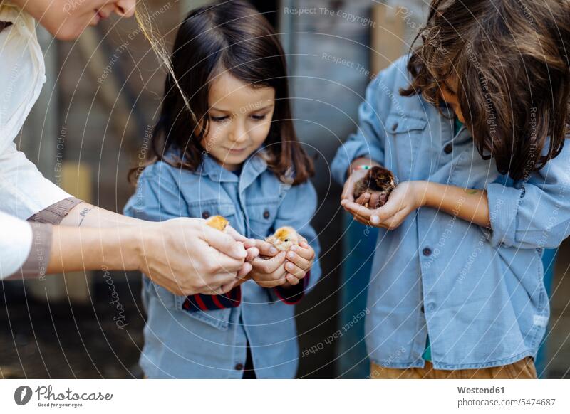 Mother with two kids holding chicks on an organic farm human human being human beings humans person persons caucasian appearance caucasian ethnicity european