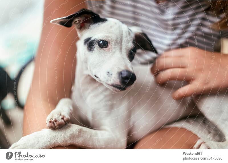 Portrait of puppy on girl's lap females girls animal portrait animal portraits dog dogs Canine pups puppies child children kid kids people persons human being