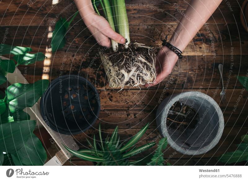 Woman repotting a peace lily gardening yardwork yard work woman females women Spath Spathiphyllum Spaths Peace Lily Peace Lilies spatiofile Adults grown-ups