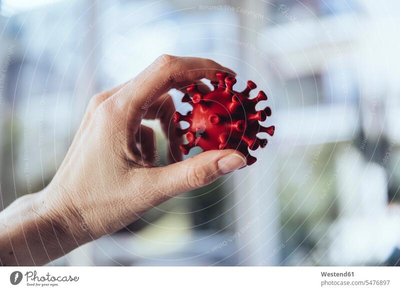 Hand holding model of corona virus, close up human human being human beings humans person persons caucasian appearance caucasian ethnicity european 1